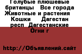 Голубые плюшевые британцы - Все города Животные и растения » Кошки   . Дагестан респ.,Дагестанские Огни г.